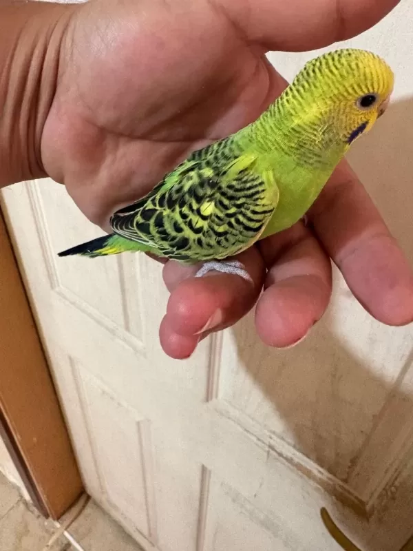 36 Günlük Renk Güzeli Muhabbet Kuşu Bebek