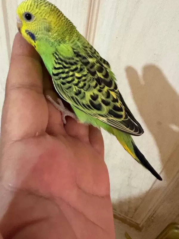 36 Günlük Renk Güzeli Muhabbet Kuşu Bebek
