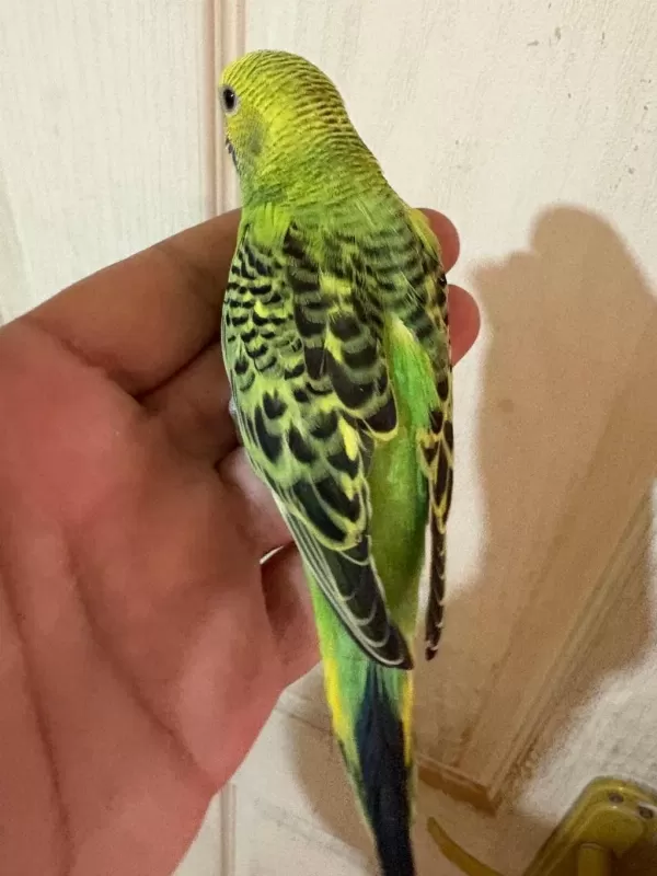 36 Günlük Renk Güzeli Muhabbet Kuşu Bebek