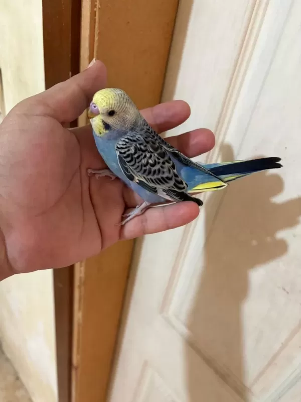43 Günlük Erkek Bebek Muhabbet Kuşu