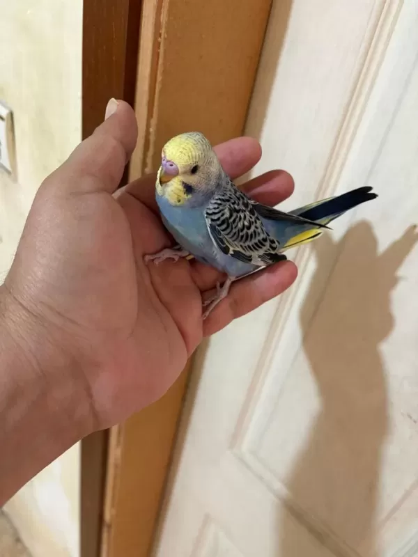 43 Günlük Erkek Bebek Muhabbet Kuşu