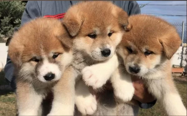 Elit Patiler Farkıyla Japon Akita Yavrular