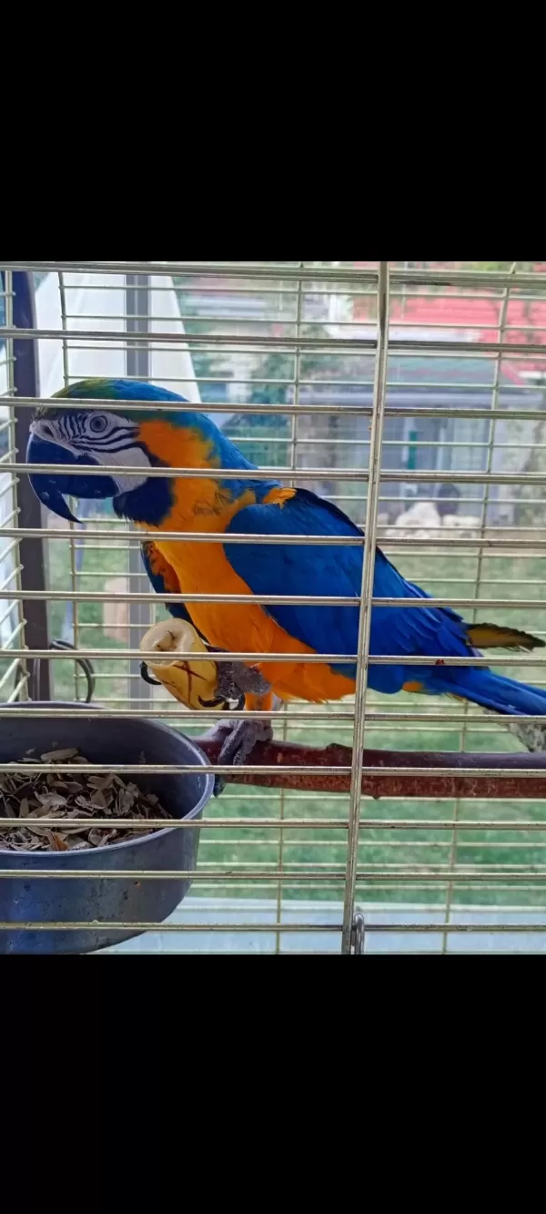 Ara Macaw Papağanı İçin Ulaşın