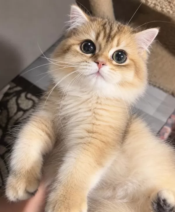 British Longhair Ny12 Dişi