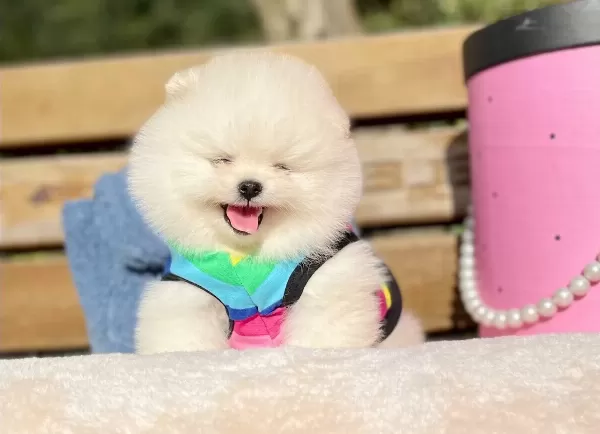 Pomeranian Boo Ayicik Suratlı Boo Tip Yavrularımız