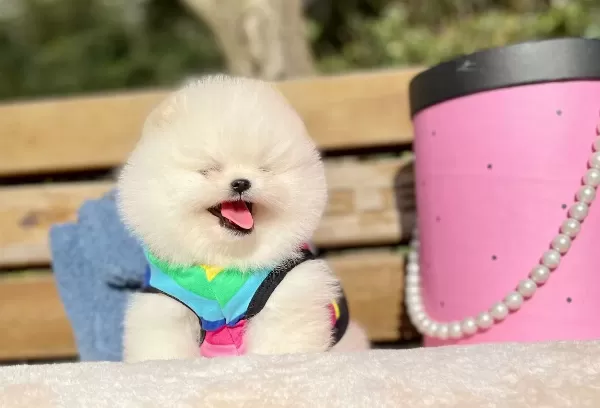 Pomeranian Boo Ayicik Suratlı Boo Tip Yavrularımız