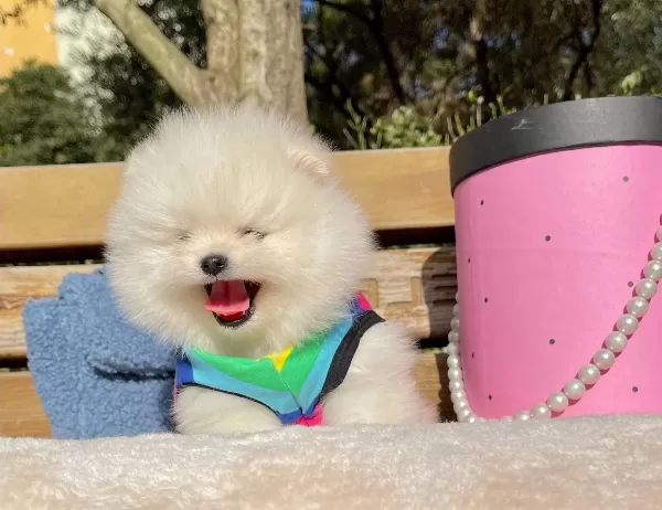 Pomeranian Boo Ayicik Suratlı Boo Tip Yavrularımız
