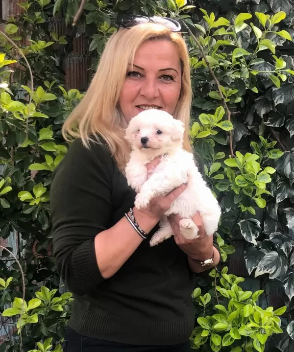 Pamuk Gibi Maltese Terrier Yavrularımız
