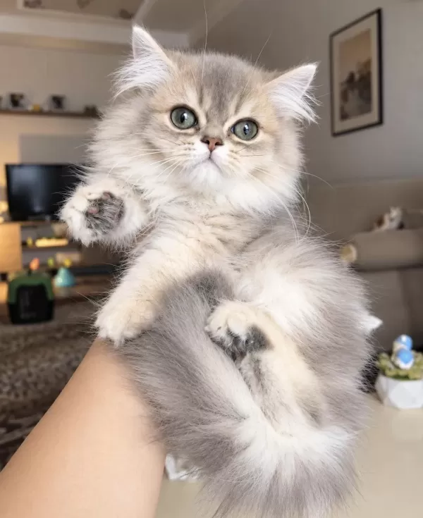 British Longhair Ay12 Erkek Bebek