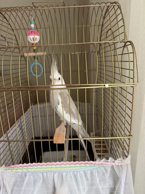 Ele Alışkın Erkek 2 Yaşında Sultan Papağanı