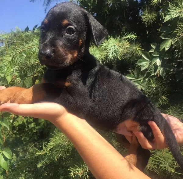 King Doberman Mükemmel Yavrularımız