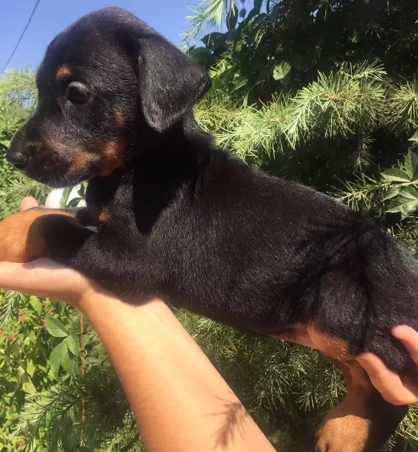 King Doberman Mükemmel Yavrularımız