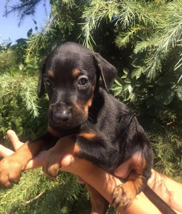 King Doberman Mükemmel Yavrularımız