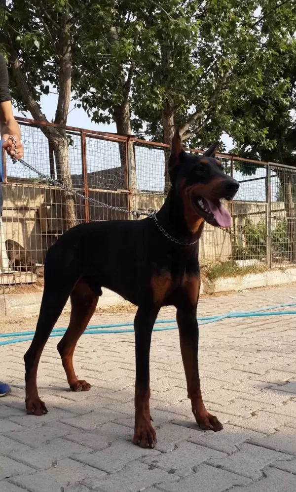King Doberman Mükemmel Yavrularımız