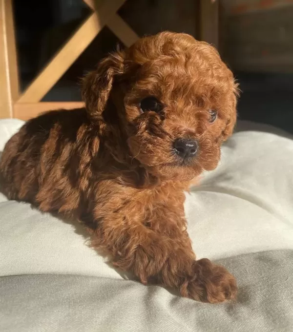 Safkan Poodle Yavrular Türkiye Geneli 81 İle Gönderim