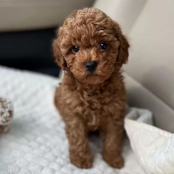 Safkan Poodle Yavrular Türkiye Geneli 81 İle Gönderim