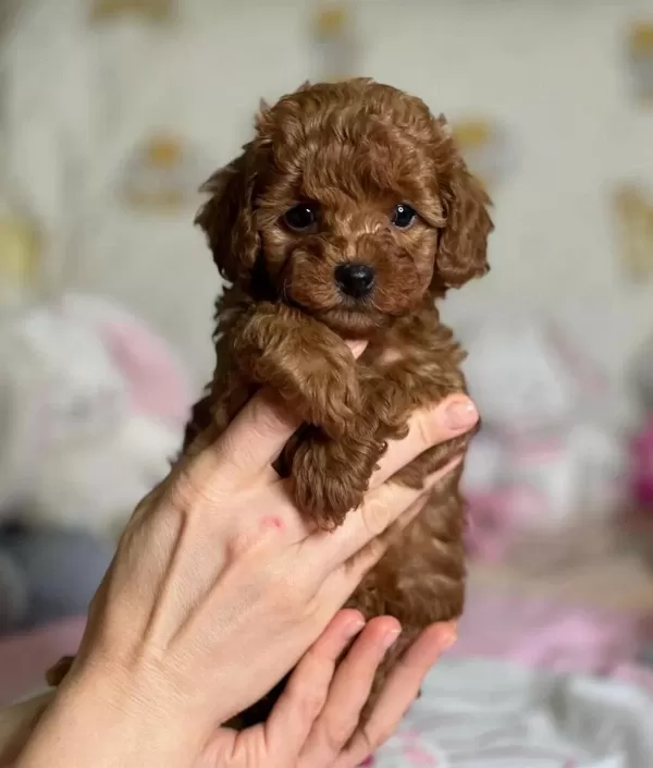 Safkan Poodle Yavrular Türkiye Geneli 81 İle Gönderim