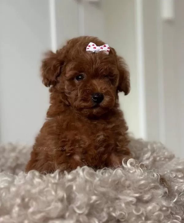 Sağlıklı Bebek Toy Poodle