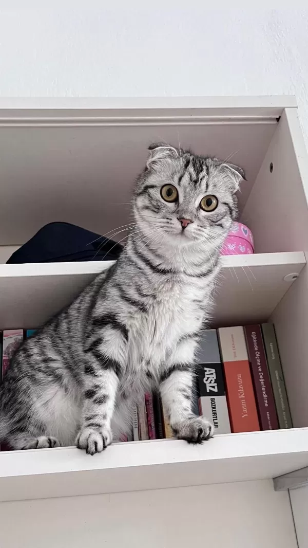 Yetişkin Kediler İletişime Geçsin
