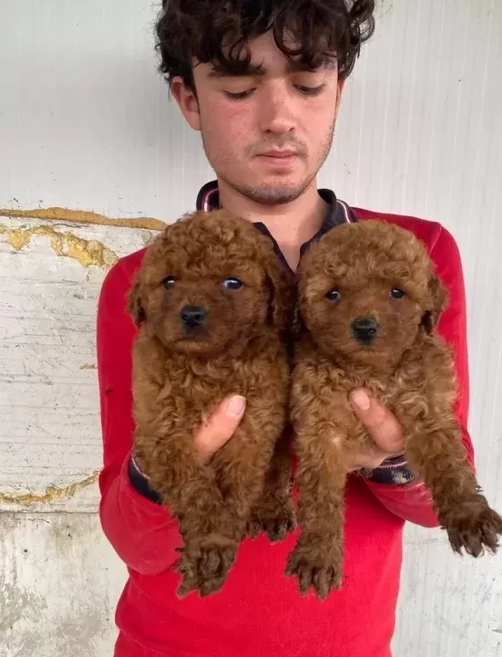 Koyu Renk Toy Poodle Yavrular
