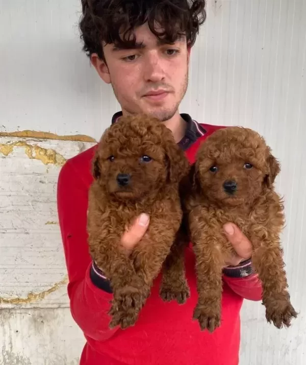 Koyu Renk Toy Poodle Yavrular