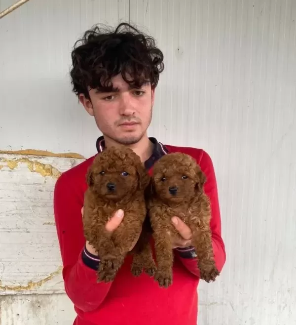 Koyu Renk Toy Poodle Yavrular
