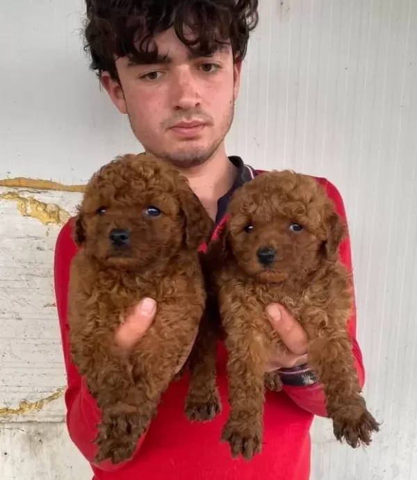 Koyu Renk Toy Poodle Yavrular