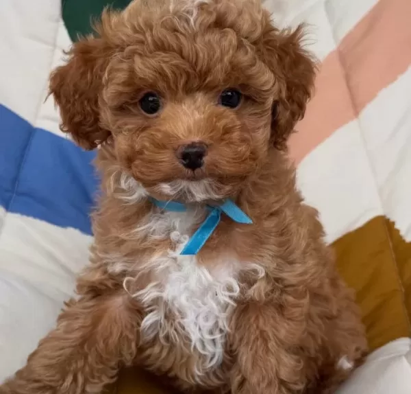 Poodle Kali̇tesi̇nde Malti̇poo Yavrumuz