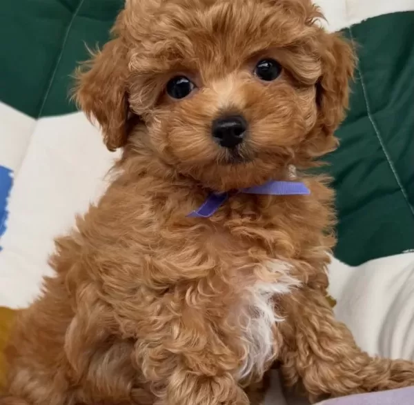 Poodle Kali̇tesi̇nde Malti̇poo Yavrumuz