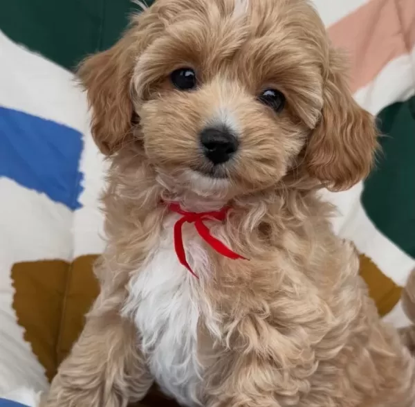 Kokoş Malti Poo Yavrularimiz
