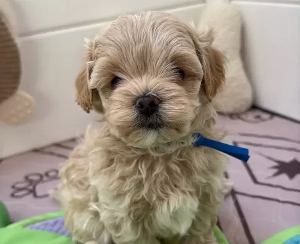 Muhteşem Kore Malti Poo Yavrular