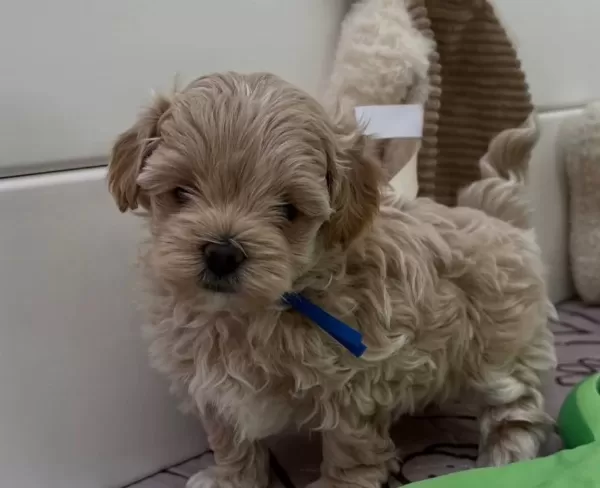 Muhteşem Kore Malti Poo Yavrular