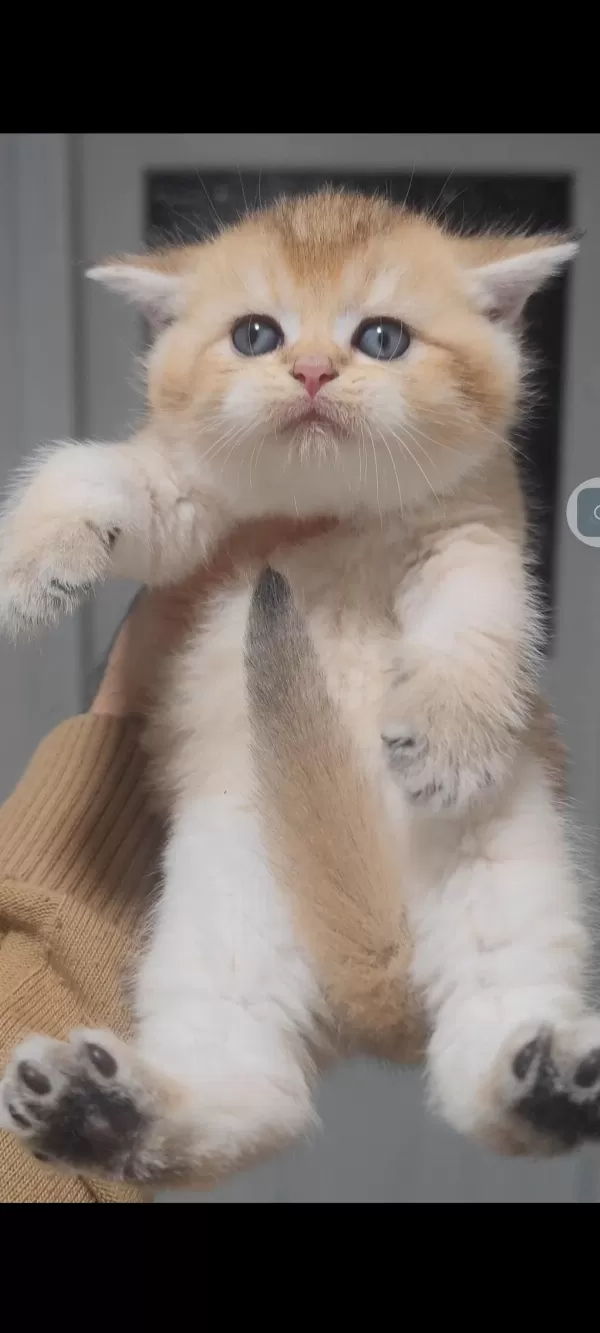 British Shorthair Kedisi