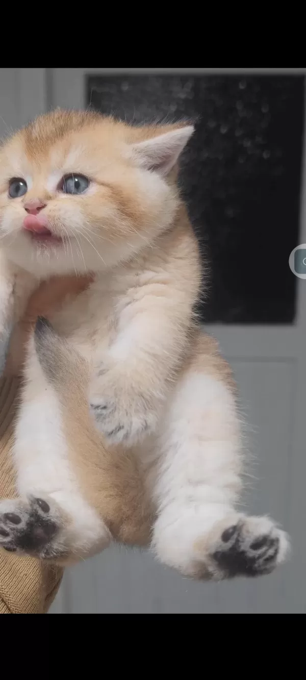 British Shorthair Kedisi