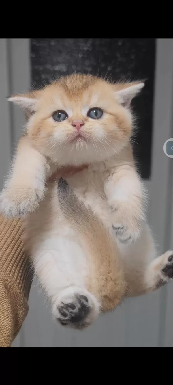 British Shorthair Kedisi
