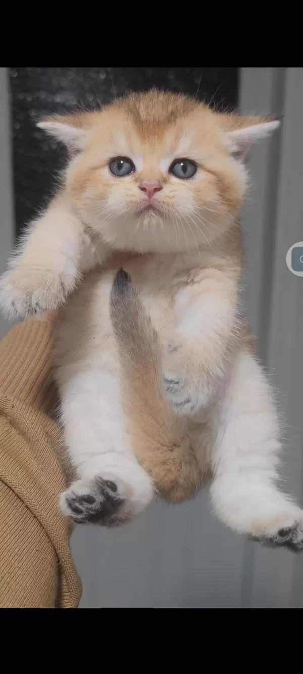 British Shorthair Kedisi
