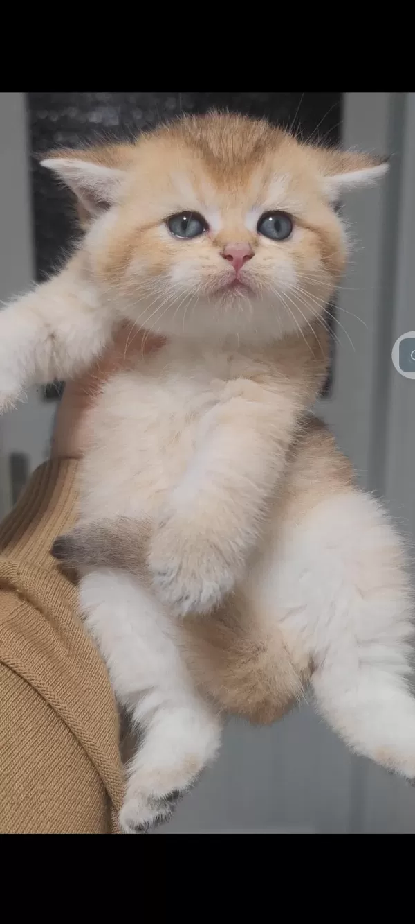 British Shorthair Kedisi