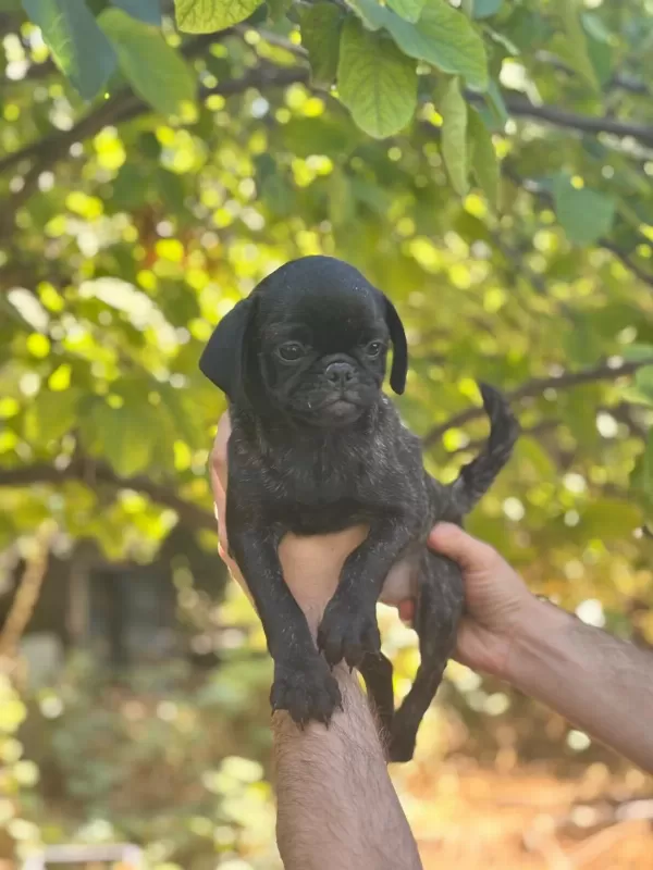 Egzotik Dişi Brindle Pug Yavrusu
