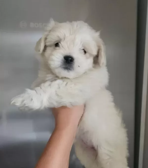 Maltese Bebekler