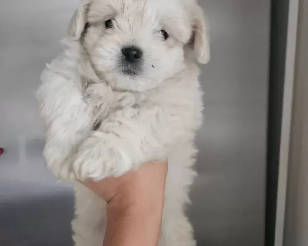Maltese Bebekler