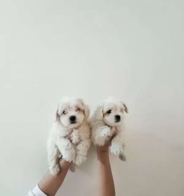 Maltese Bebekler