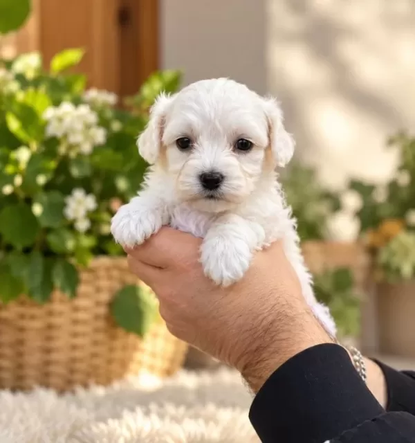 Tea Cup Kar Beyaz Maltese Terri̇er Bebekleri̇mi̇z