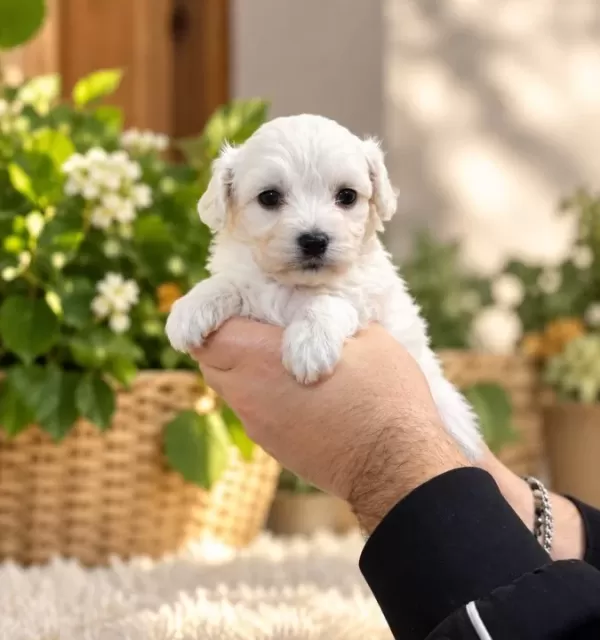Tea Cup Kar Beyaz Maltese Terri̇er Bebekleri̇mi̇z