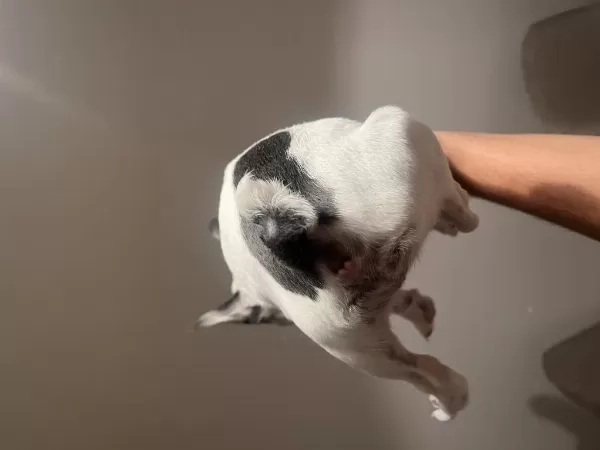 A Kalite Tüm Malzemeleri İle Verilecek Harika Bir Fransız