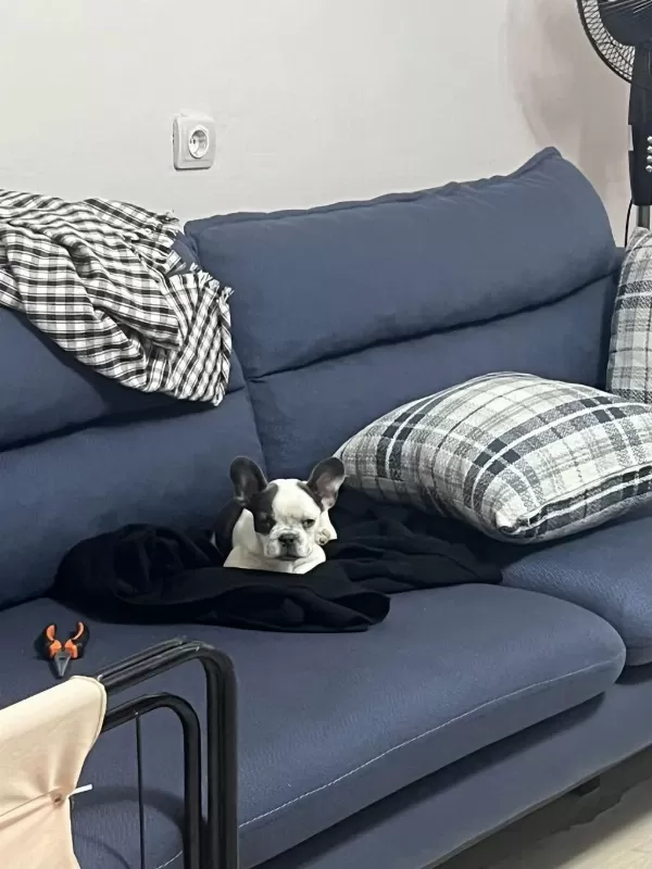 A Kalite Tüm Malzemeleri İle Verilecek Harika Bir Fransız