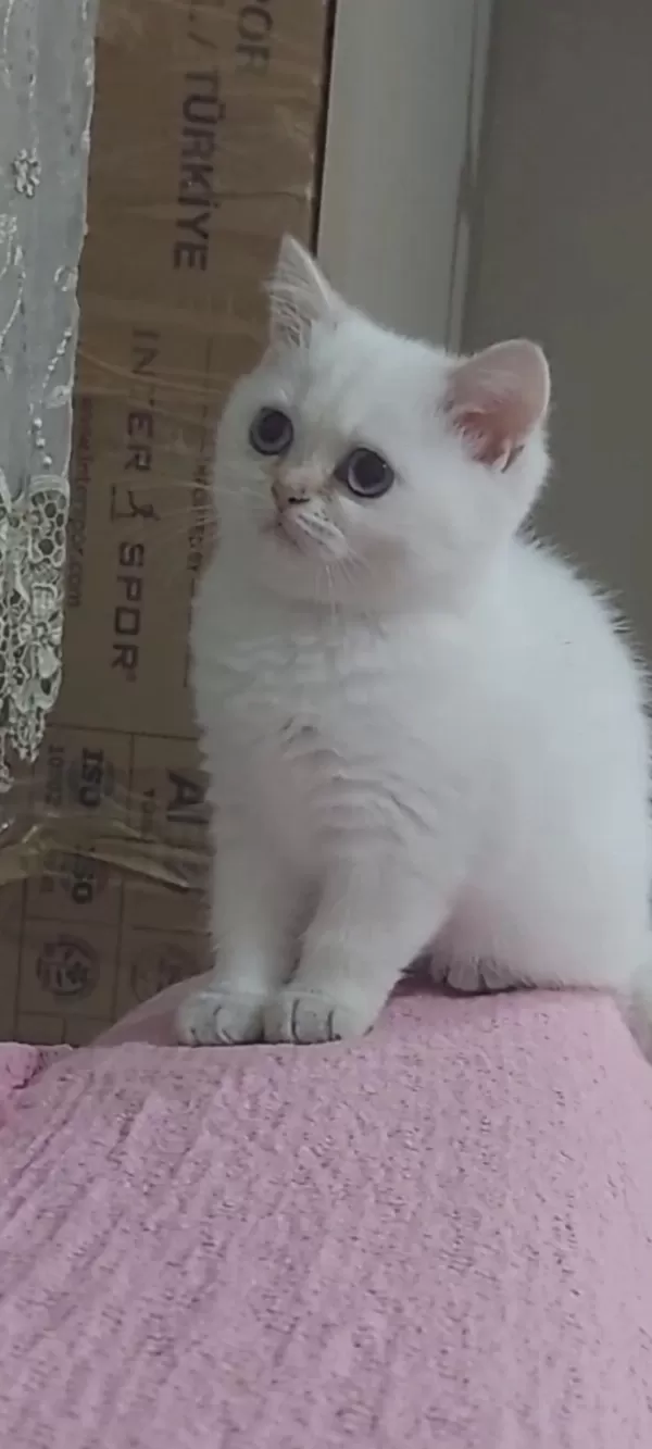 British Shorthair Kardeşler
