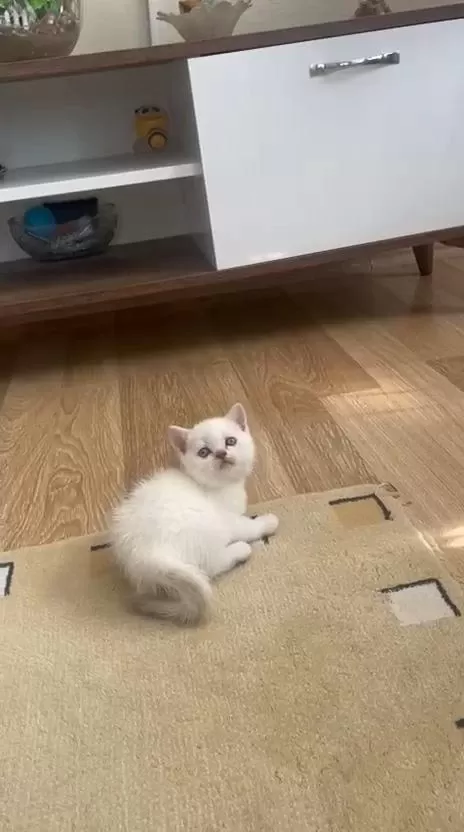 British Shorthair Kardeşler