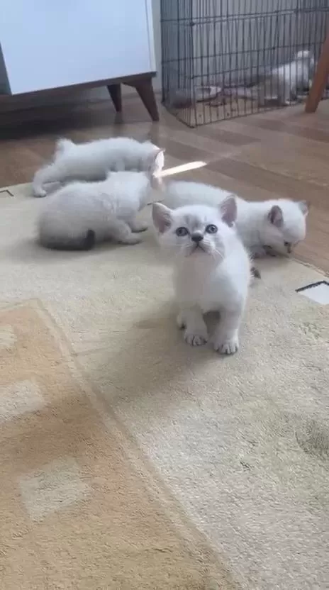 British Shorthair Kardeşler