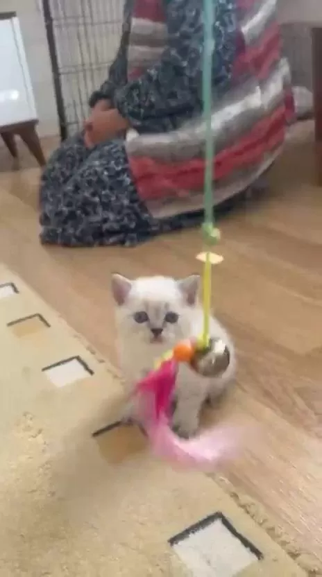 British Shorthair Kardeşler