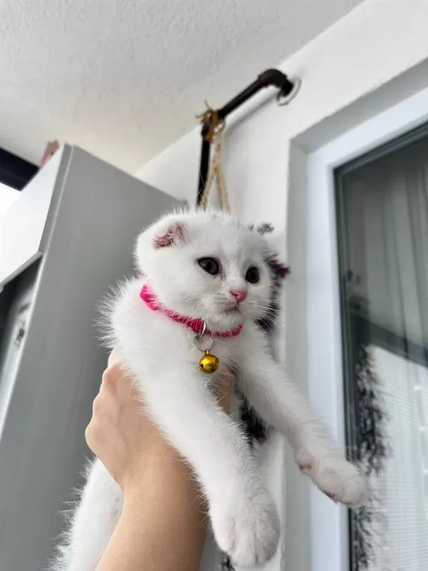 3 Aylık Dişi Scottish Fold Beyaz
